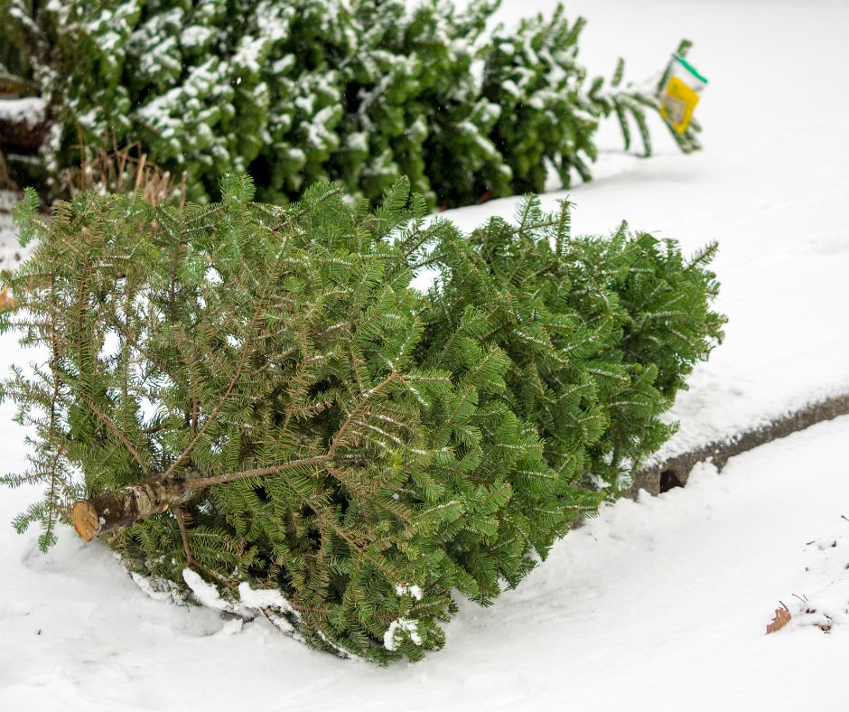 christmas tree recycling