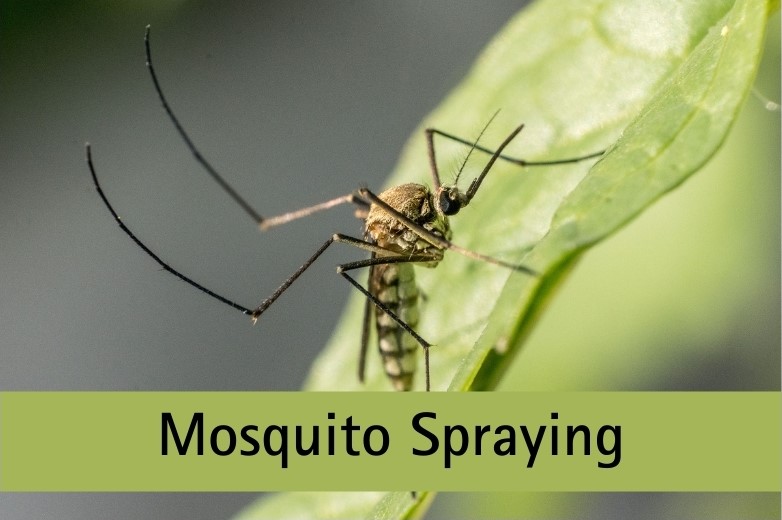 Mosquito Spraying